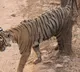 Andhra Pradesh working to strengthen tiger population in Easter Ghats: Pawan Kalyan