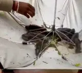 Strange phenomenon in Mancherial district fish fall from the sky with rain