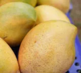 Karnataka Mangoes taste in foreign market first air shipment to Maldives