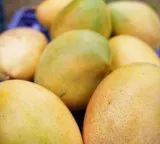 India exports Neelam, Totapuri mangoes to Maldives for first time