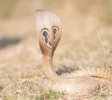 Severed cobra head bites man two month struggle to save hand