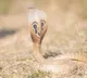 Severed cobra head bites man two month struggle to save hand
