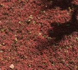 Khagi Himalayan spice protects forests and boosts tribal income in Arunachal