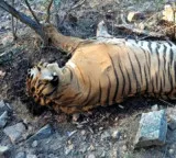 Pawan Kalyan orders inquiry into tiger death in Srisailam forests
