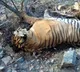 Pawan Kalyan orders inquiry into tiger death in Srisailam forests
