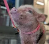 Synergy the piglet spreads happiness and combats loneliness in Washington DC