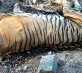 Pawan Kalyan orders probe into death of tiger in Nagarjunasagar-Srisailam Tiger Reserve