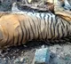 Pawan Kalyan orders probe into death of tiger in Nagarjunasagar-Srisailam Tiger Reserve