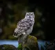 California Farmers use Barn Owls to control rodents in grape vineyards