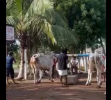 Rashmi tweet to Pawan Kalyan on animal cruelty in Andhra Pradesh