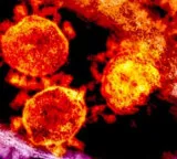 Chandipura virus kills 22 in Gujarat what is this new pandemic
