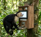 Capuchin Monkeys test their intelligence with AI technology for banana rewards