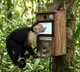 Capuchin Monkeys test their intelligence with AI technology for banana rewards