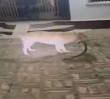 Tommy the dog sacrifices life for owners after fighting snake for an hour