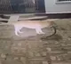 Tommy the dog sacrifices life for owners after fighting snake for an hour