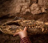 Egyptian Mummies Secret DNA Test Reveals New Crocodile Species