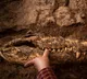 Egyptian Mummies Secret DNA Test Reveals New Crocodile Species