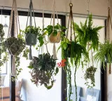 Best idea for small houses give your home a new look with these 10 hanging plants