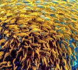 Brazil Aquaculture faces new threat as scientists identify new bacterial species