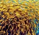 Brazil Aquaculture faces new threat as scientists identify new bacterial species