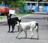 Chennai Corporation targets 2 lakh stray dogs in major anti-rabies vaccination drive
