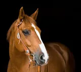 Horses role in the manufacturing of snake antivenom