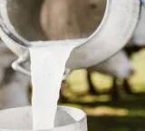 Why is there a green symbol on milk packets Is it veg or non veg
