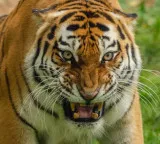 Tigers age and gender can be identified from urine and dung Scientists new experiment