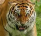 Tigers age and gender can be identified from urine and dung Scientists new experiment