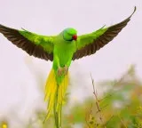 Gopi the pet parrot flew away 21000 rupees reward for information