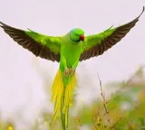 MP: Ex-Armyman offers Rs 21,000 reward, observes fast for missing pet bird 'Tota Gopi'