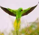 MP: Ex-Armyman offers Rs 21,000 reward, observes fast for missing pet bird 'Tota Gopi'
