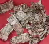 Rajasthan Farmer buried 5 lakh rupees in field shock after taking it out a year later
