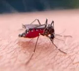 Malaria prevention without killing mosquitoes New mosquito net experiment by scientists