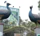 KBR Park one way traffic from August 18