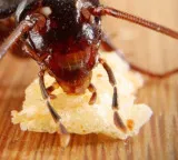 Bengaluru food raids cockroaches found in MLAs hostel kitchen