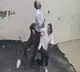 Pitbull attack on couple while looking for rental house CCTV visuals recorded