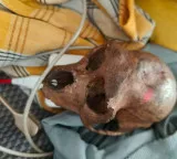 Delhi Airport Commotion Monkey Skull Found in Hyderabad Passenger Bag