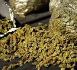Huge quantity of ganja seized near Rajahmundry and two arrested