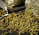 Huge quantity of ganja seized near Rajahmundry and two arrested