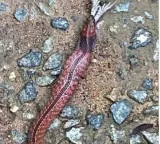 Blue necked keelback snake spotted in Singapore MacRitchie Reservoir