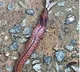 Blue necked keelback snake spotted in Singapore MacRitchie Reservoir