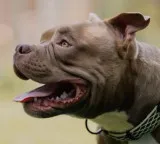Why do the rich spend lakhs to raise these specific dog breeds