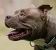 Why do the rich spend lakhs to raise these specific dog breeds