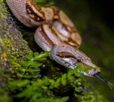 Snakes entering your house surroundings check if you are making these mistakes