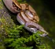 Snakes entering your house surroundings check if you are making these mistakes