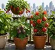 Balcony Fruit Garden How to grow fresh fruits at home in small pots