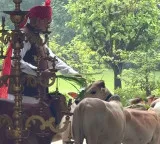 PM Narendra Modi special bond with Chittoor cows video goes viral