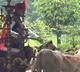PM Narendra Modi special bond with Chittoor cows video goes viral