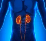 Kidneys 6 habits that can slowly damage your renal health
